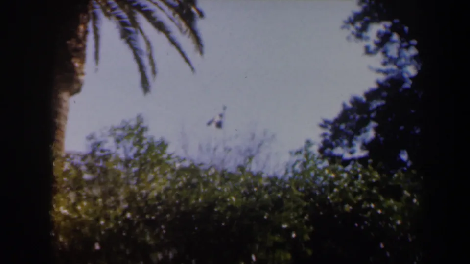 1960s 8mm travel frame showing palm trunks, dark foliage, bright sky, and a distant flag above dense greenery.