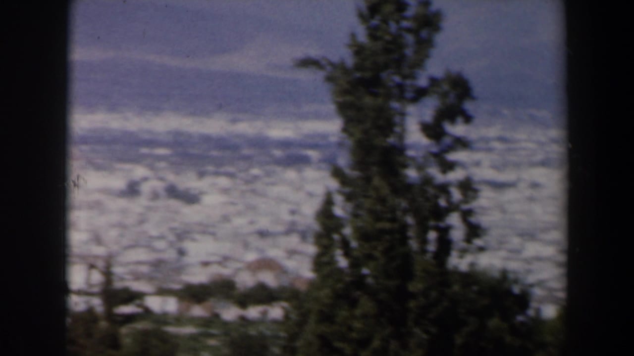 City panorama with a tall evergreen tree in the foreground and hills in the distance.