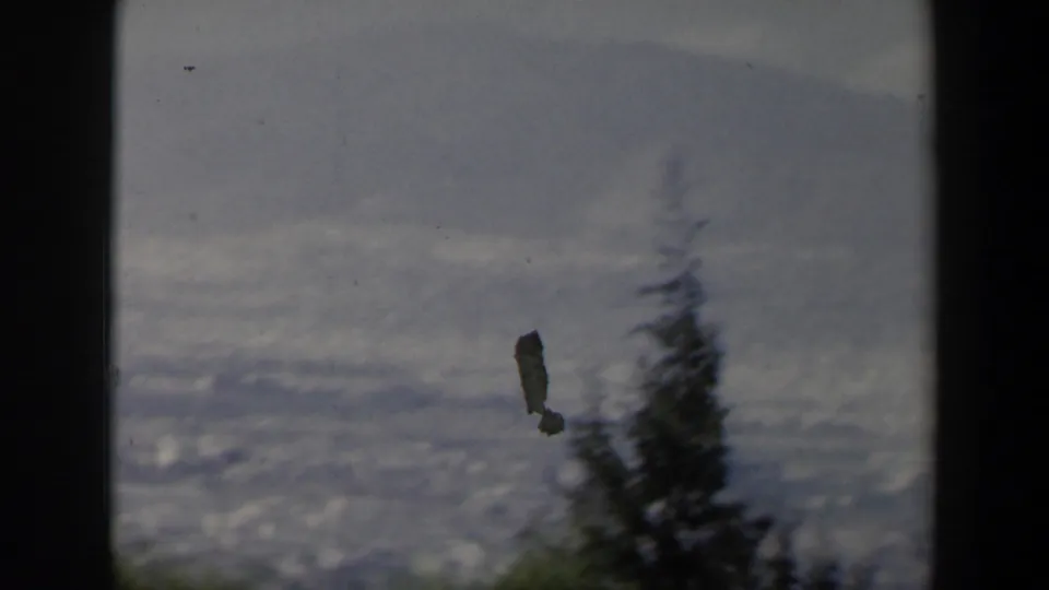 1960 home-movie frame with blurred trees in the foreground and a hazy hillside landscape beyond.