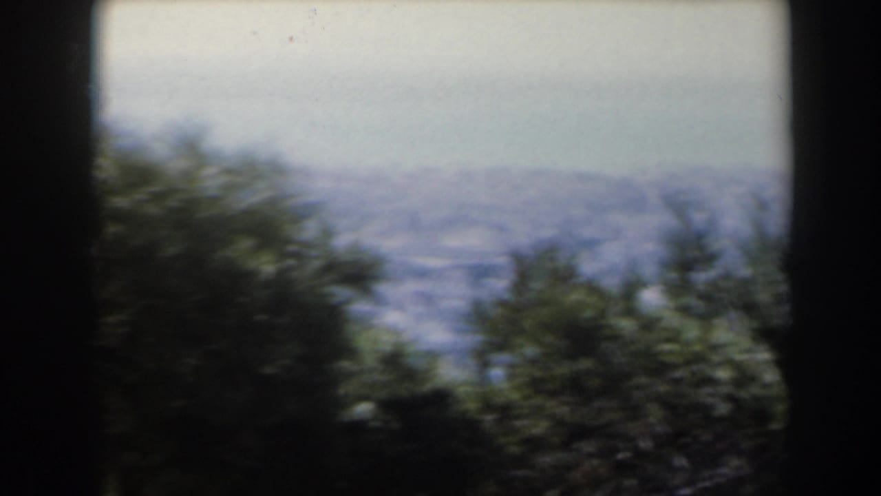 Blurred green tree canopy with a pale sea horizon and hills in the distance.