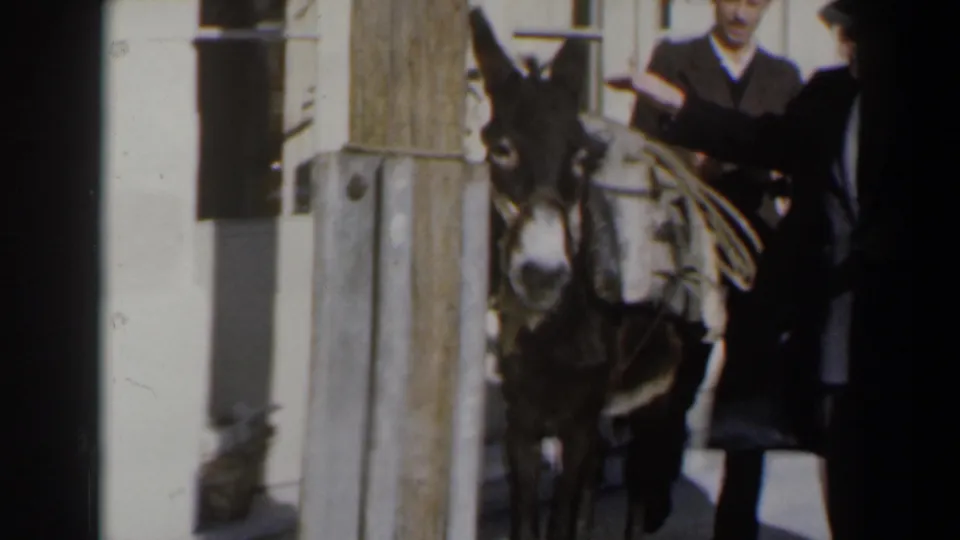 The donkey, fitted with packs or tack, stands beside a wooden post while adults remain close in this supported 1960 Israel exterior scene.