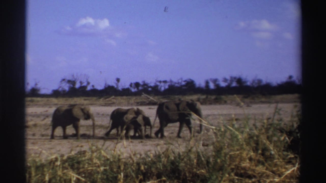 1969 South Africa 8mm frame showing several elephants, including a calf, moving across dry savanna behind foreground grasses.