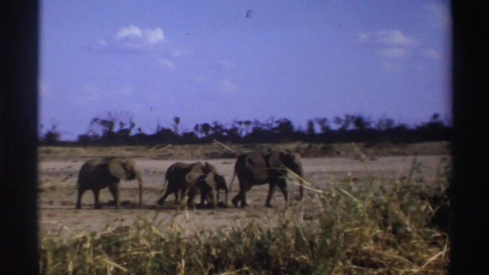 1969 South Africa 8mm frame showing several elephants, including a calf, moving across dry savanna behind foreground grasses.