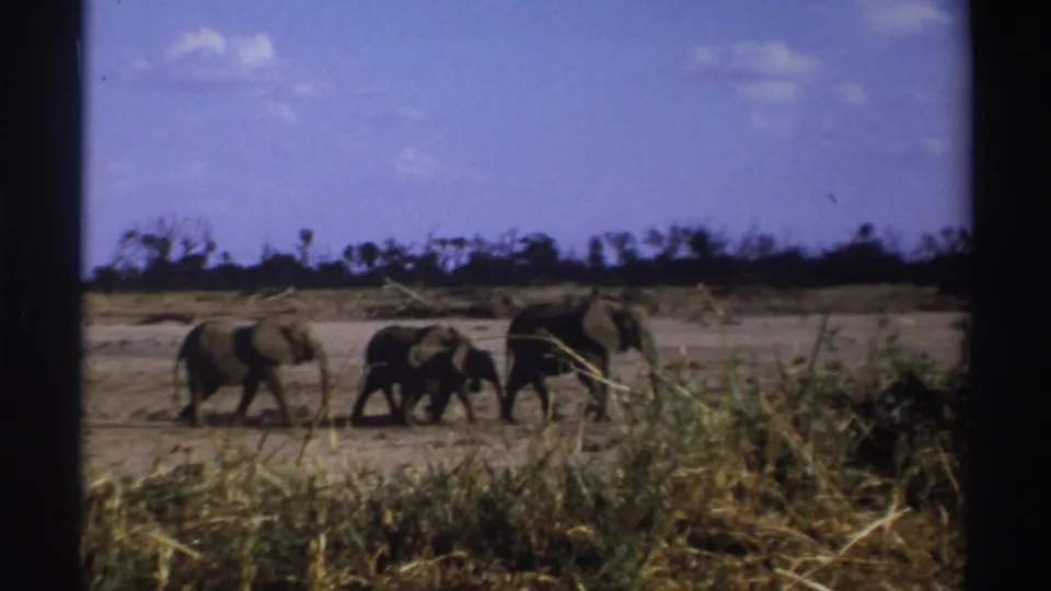 1969 South Africa 8mm frame with elephants walking left to right across a sunlit savanna, partially bordered by dark film edges.