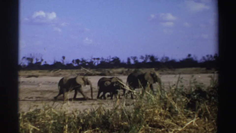 1969 South Africa 8mm frame showing elephants and a calf passing dry grasses with a low dark tree line in the distance.