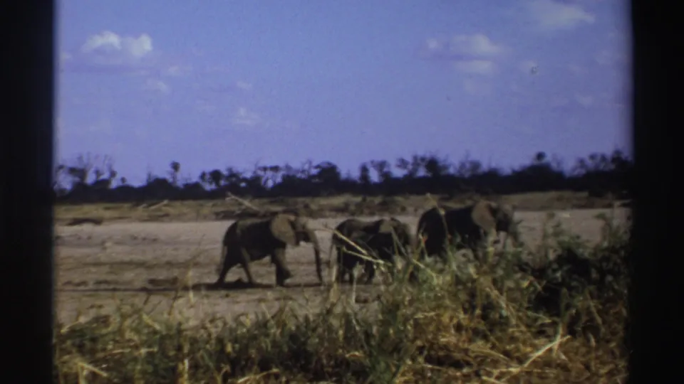 1969 South Africa 8mm frame with two elephants partly near foreground grasses, set against dry ground, shrubs, and blue sky.