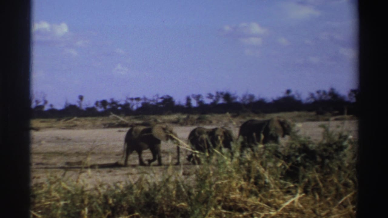 Three elephants walking across dry grassland below a blue sky.