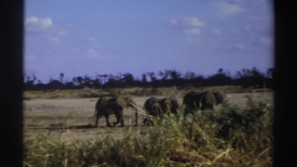 Three African elephants cross dry South African grassland in 1969 8mm home-movie footage, partly screened by foreground grasses.