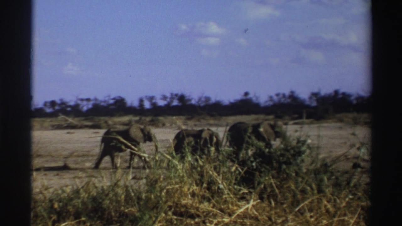 Elephants walking near foreground grass on an open plain.
