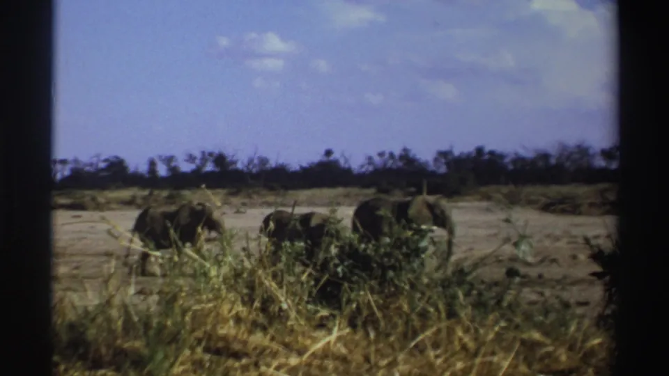 Three elephants are partly obscured by tall foreground grass as they move through dry South African grassland under a blue sky.