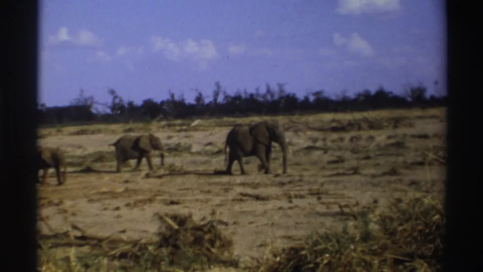 Two elephants remain clearly visible on the dry South African plain, with another partly off frame and scrub along the horizon.
