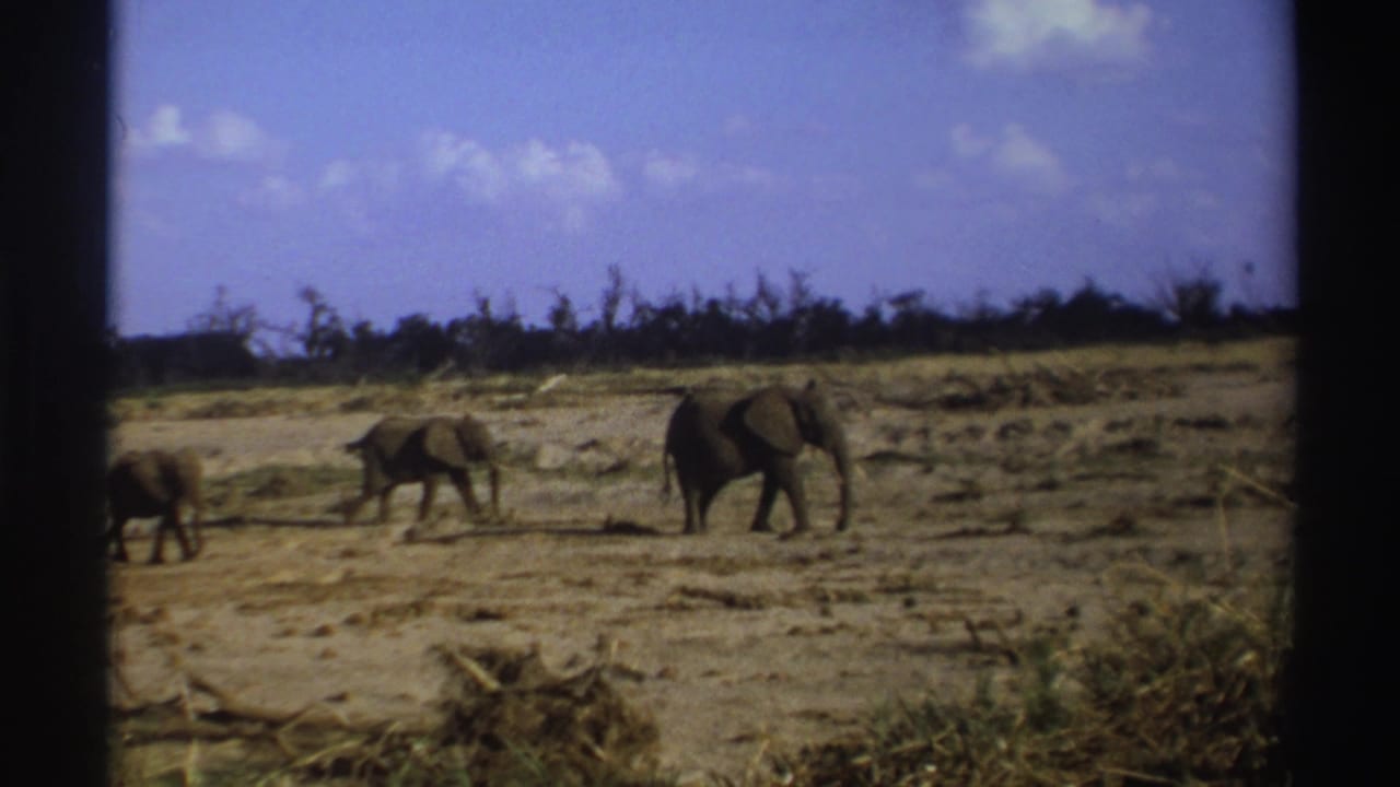 Three elephants walking across a dry open plain under a blue sky.