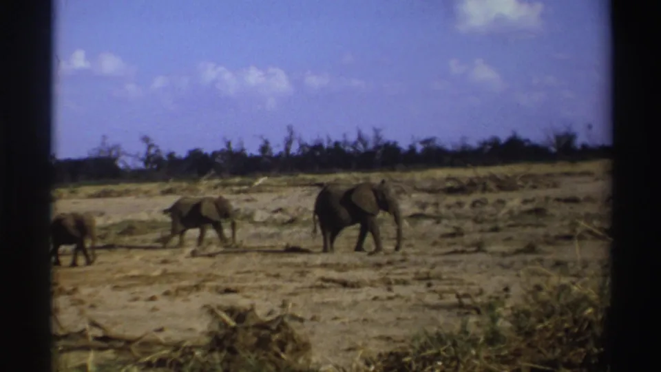 1969 South Africa 8mm frame showing three elephants spaced across a dry savanna with scrub and distant trees.