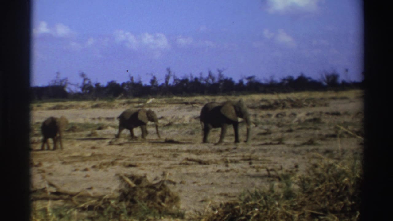 Three elephants spread across a dry savanna near low scrub and trees.