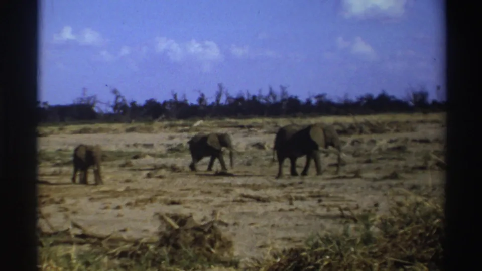 1969 South Africa 8mm frame showing a larger elephant and two smaller elephants on an open dry savanna.