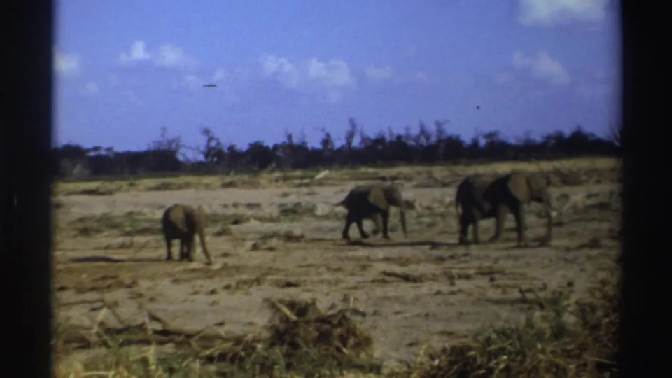 1969 South Africa home-movie frame with three elephants moving through a dry open landscape under scattered clouds.