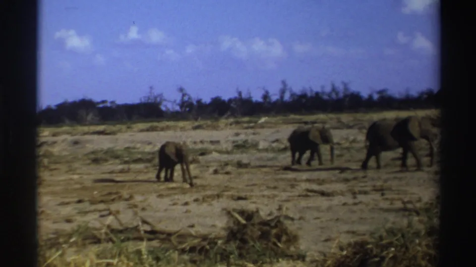 1969 South Africa 8mm frame showing three elephants moving across a dry savanna with low brush and a distant treeline.