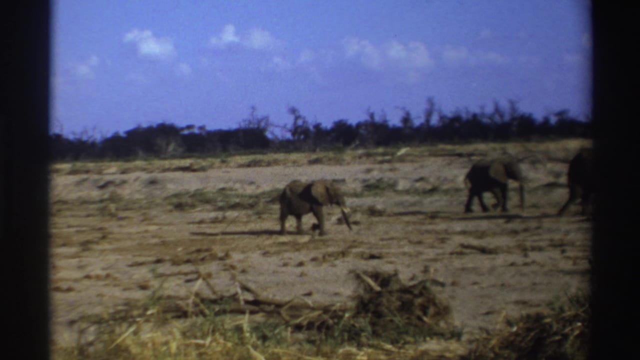 Elephants continue walking rightward across the dusty savanna.