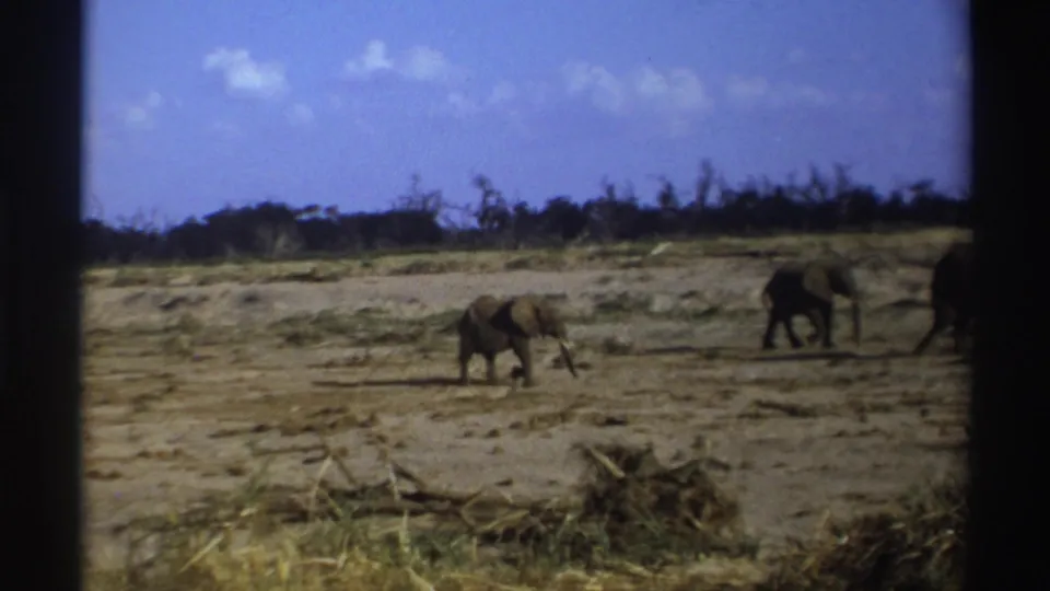 1969 South Africa frame with elephants spread across a sunlit dry plain, one nearing the right edge of the 8mm frame.