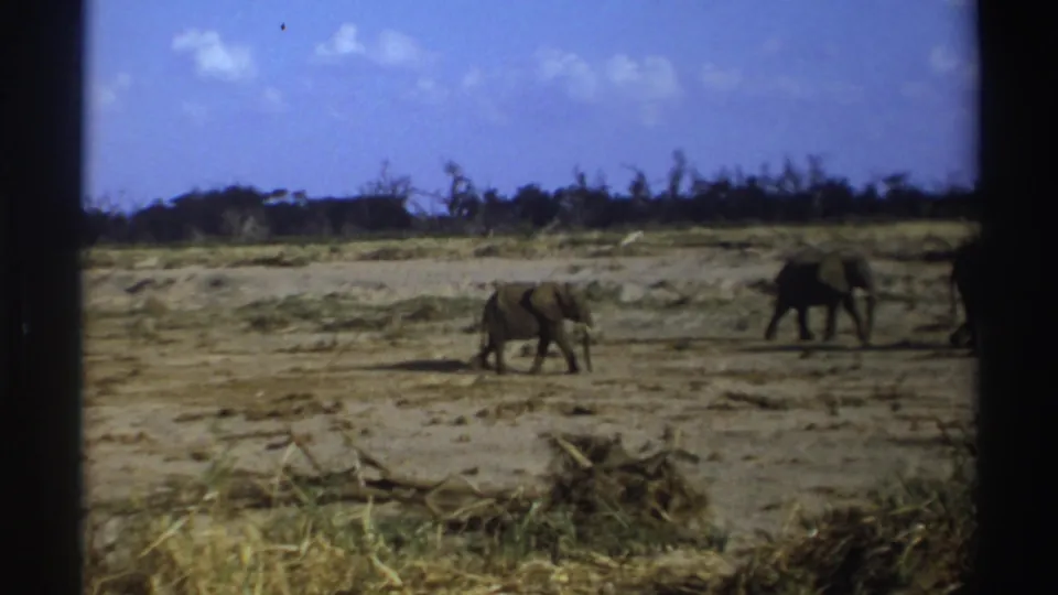 1969 South Africa 8mm frame showing two elephants still visible on the savanna as the group moves toward the right edge.