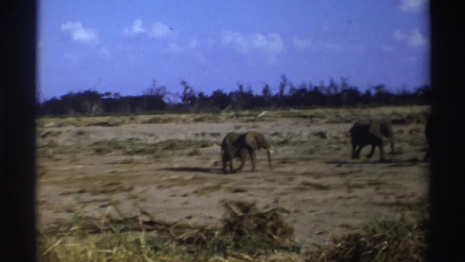 1969 South Africa frame showing elephants near the right side of a dry open landscape beneath a bright blue sky.