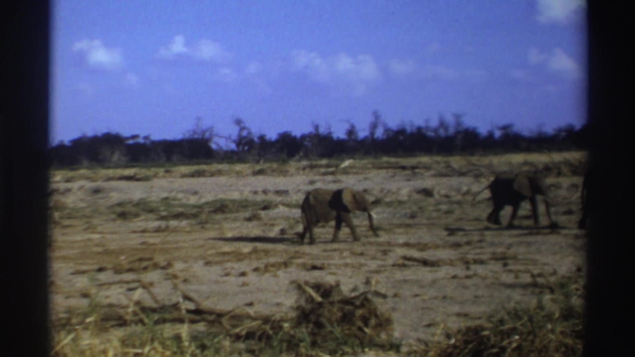 1969 South Africa 8mm frame showing two elephants moving across dry savanna with scrub and distant trees.