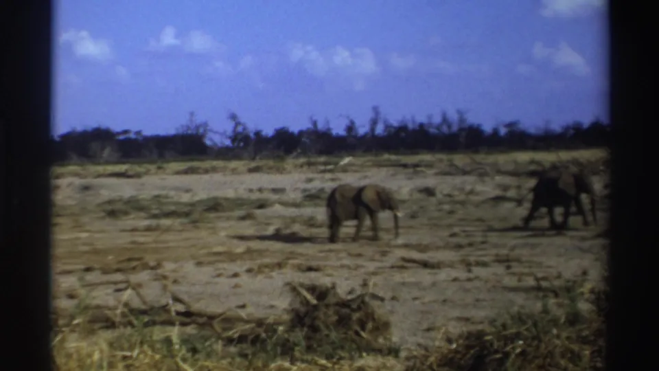 1969 South Africa 8mm frame with elephants walking separately across a dusty savanna clearing.