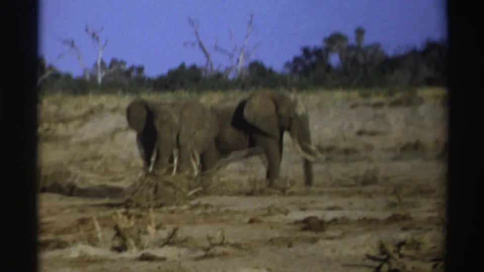 1969 South Africa 8mm frame showing two elephants close together near dry vegetation and a low earthen bank.