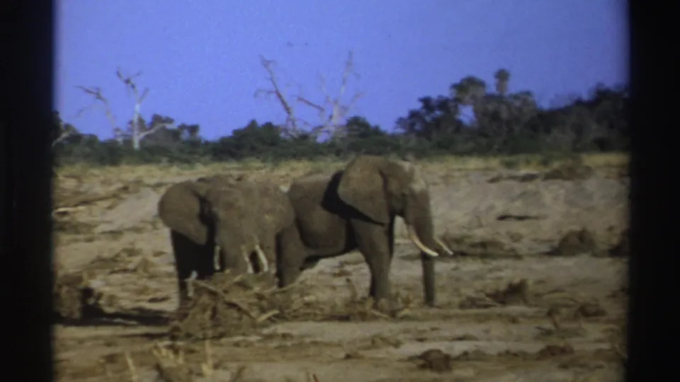 1969 South Africa 8mm frame showing two elephants beside dry brush, with a low tree line and blue sky in the background.