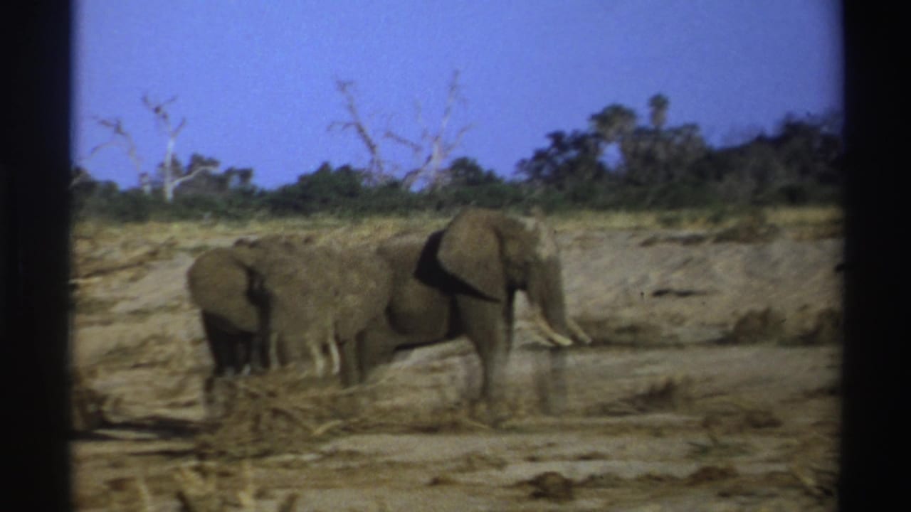 1969 South Africa 8mm frame showing elephants, including a tusked adult and younger animals, in a dry savanna landscape.