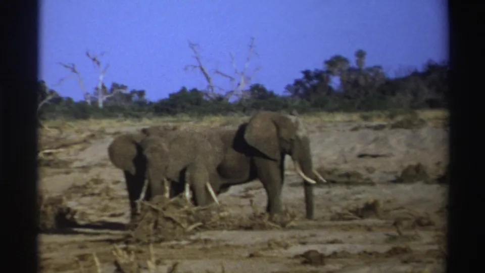 1969 South Africa 8mm frame of a tusked adult elephant near smaller elephants on dusty ground with scrub and trees behind.
