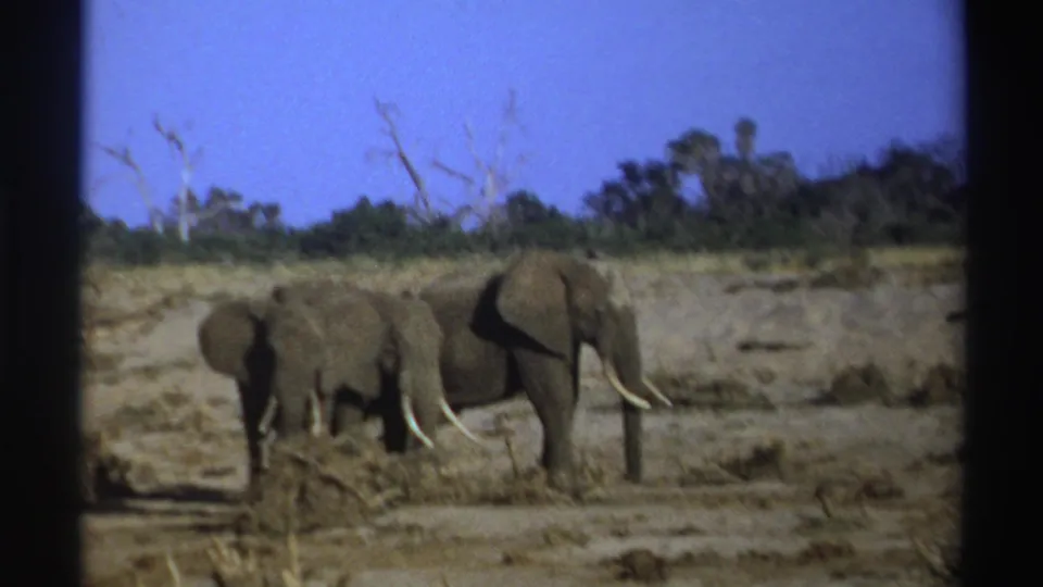 1969 South Africa 8mm frame showing a small elephant group clustered near dry brush in an open savanna setting.