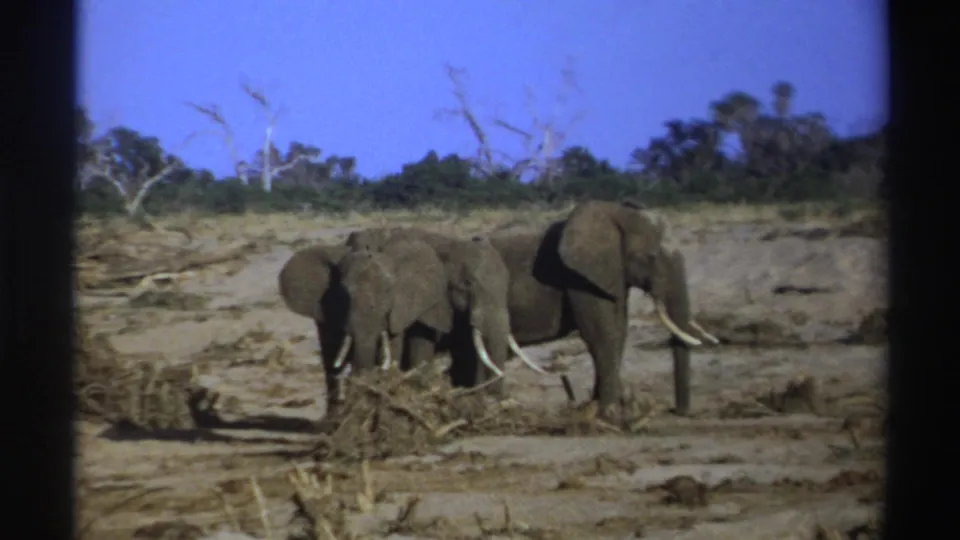 1969 South Africa 8mm frame of elephants standing together against a dry bank, sparse trees, and blue sky.