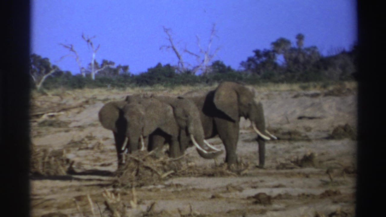 1969 South Africa 8mm frame showing adult and younger elephants in a dry savanna area with brush and bare trees.