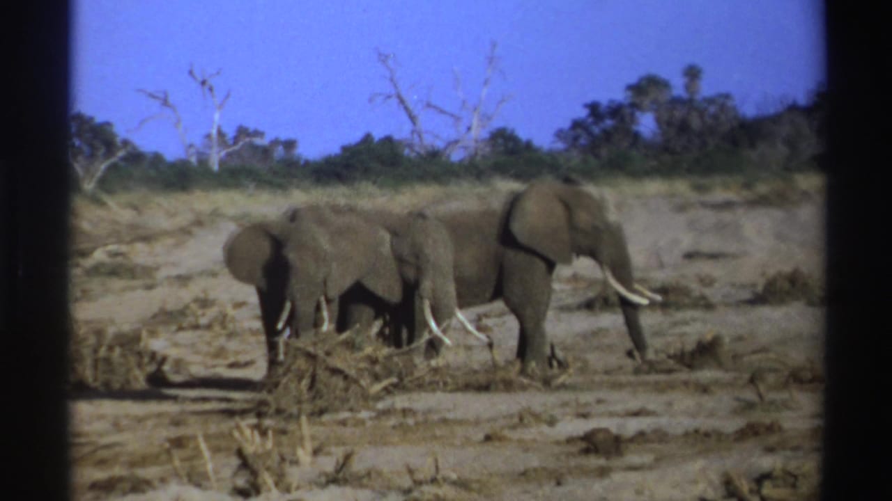 Three elephants move across a dusty open area with trees and brush behind them.