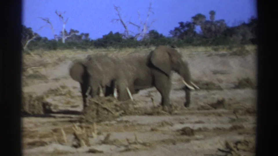 Soft 8mm frame from 1969 South Africa showing elephants clustered near dry brush in a sunlit savanna setting.