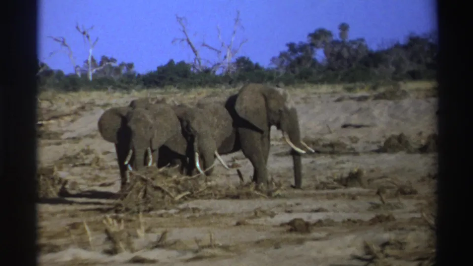1969 South Africa 8mm frame showing elephants grouped in a dry savanna landscape with scrub, bare trees, and strong sunlight.