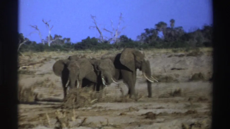 1969 South Africa 8mm frame showing elephants on dry ground with sparse vegetation and bare trees in the background.