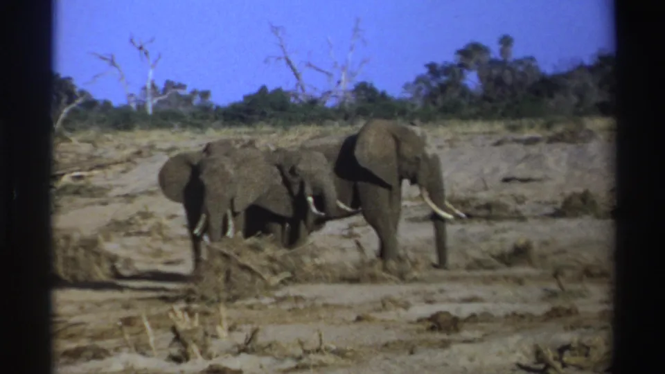 1969 South Africa 8mm frame of elephants moving slowly across a sandy habitat with scrub and leafless trees behind them.