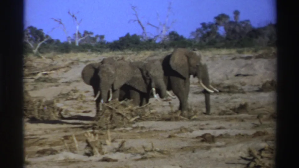 1969 South Africa 8mm frame showing elephants grouped near scrub on dry sandy terrain with trees along the horizon.