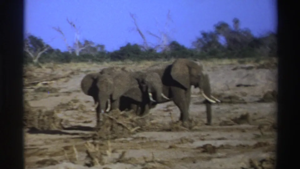 1969 South Africa 8mm frame of elephants passing scrub in an open dry landscape, with a low bank and trees beyond.