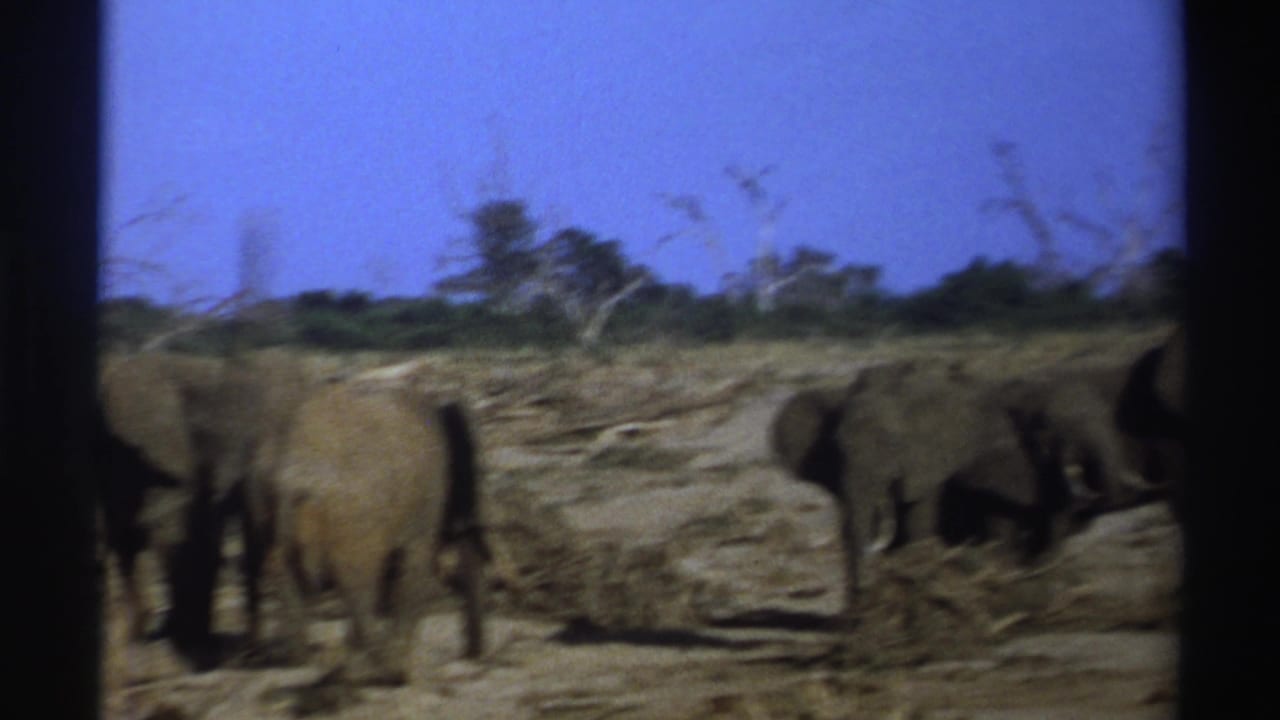 Elephants on a dry plain with scrub, seen in a soft 8mm frame.
