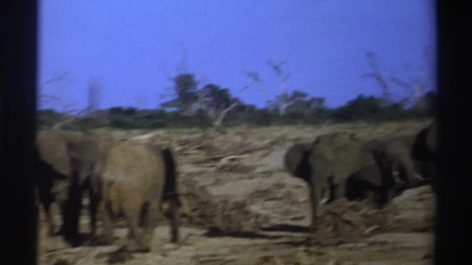 1969 South Africa 8mm frame showing elephants moving across dusty ground with sparse vegetation and blue sky.