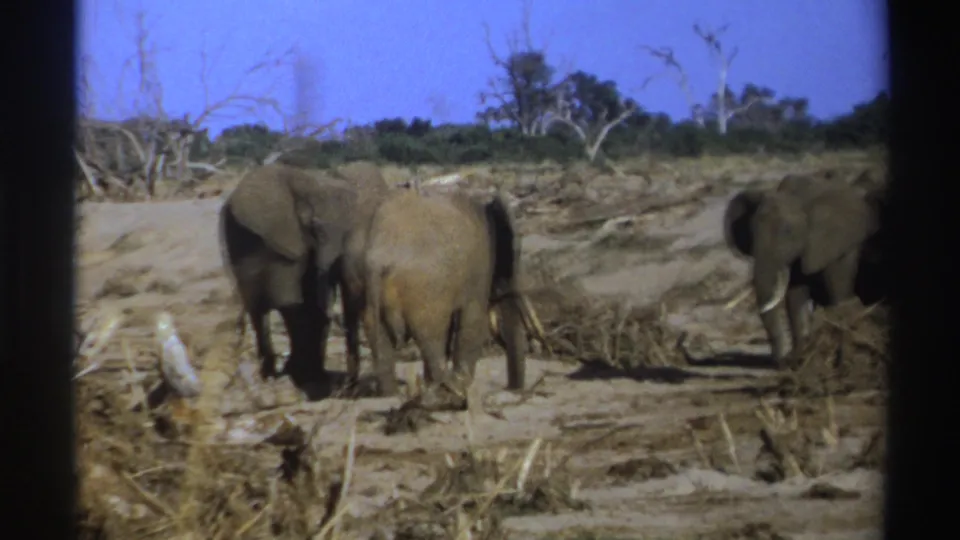 1969 South Africa 8mm frame showing elephants foraging on a dry plain with scrub and bare trees behind them.