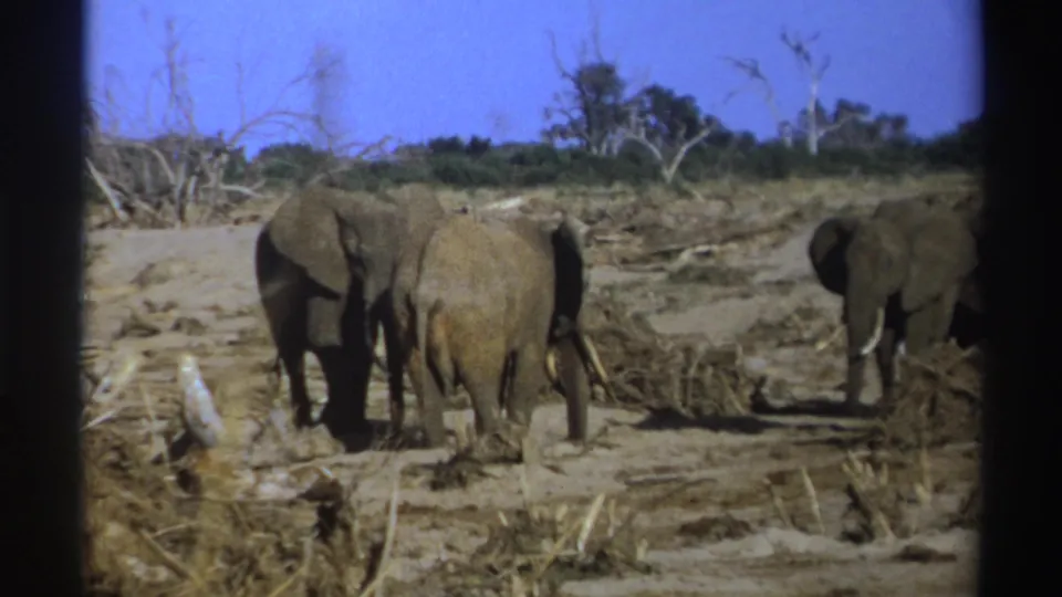 1969 South Africa 8mm frame of elephants in a dry natural habitat, with fallen wood, scrub, and distant trees visible.