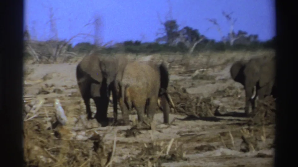 1969 South Africa 8mm frame showing two elephants on dusty savanna terrain with sparse trees and a blue sky.