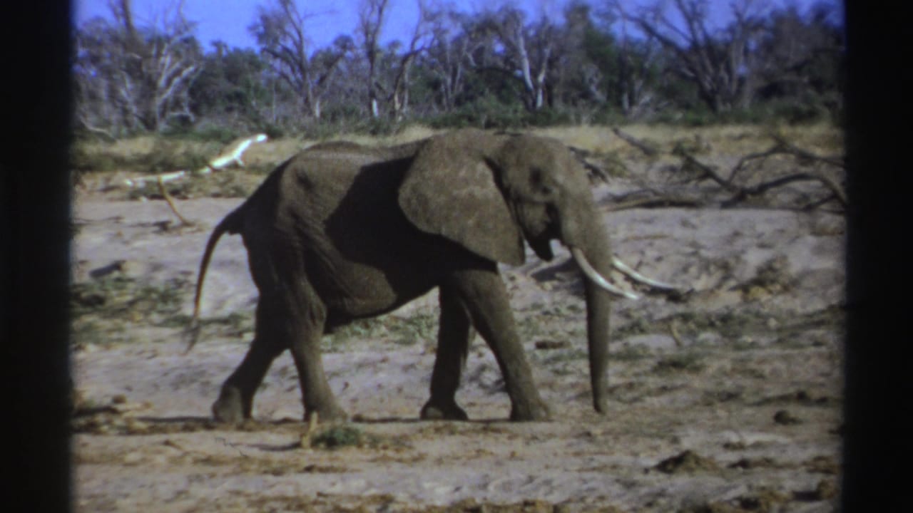 A tusked elephant walks across a dry open area with trees in the background.