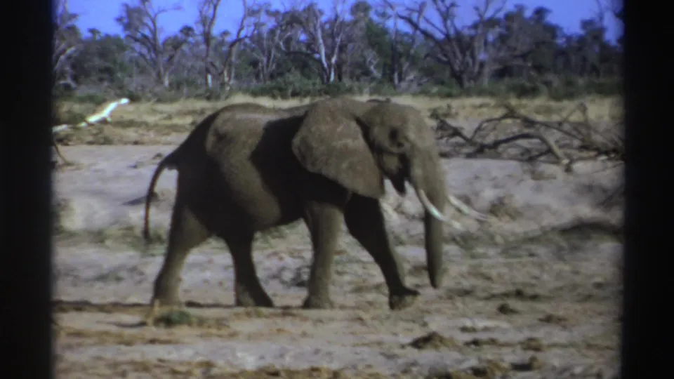 South Africa, 1969: a large tusked elephant moves across sunlit savanna terrain on 8mm film.