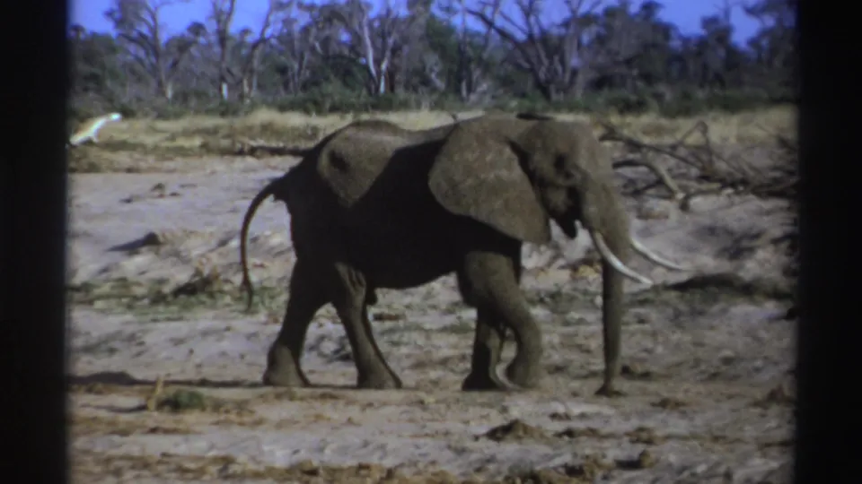 A 1969 8mm frame of a tusked elephant walking past branches and sparse trees in South Africa.