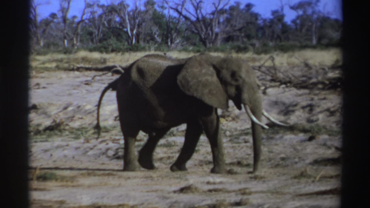 1969 South Africa 8mm frame of a tusked male elephant moving across a dry savanna with scrub and bare trees in the background.